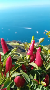 video4